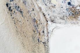 Best Mold Damage Restoration in Crane, TX